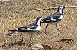 Magpie-lark. Adult pair, male on right. Darwin area, July 2012. Image © Dick Porter by Dick Porter.