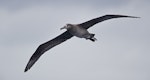 Black-footed albatross. Adult in flight. Tori-shima, Japan, April 2019. Image © Ian Wilson by Ian Wilson.