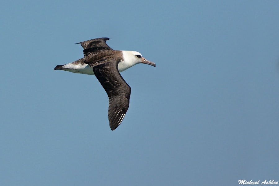 Laysan albatross. First year male. Tofino, British Columbia, September 2014. Image © Michael Ashbee by Michael Ashbee.