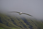 Atlantic yellow-nosed mollymawk. Adult in flight. Tristan da Cunha, March 2016. Image © Gordon Petersen by Gordon Petersen.