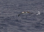 Atlantic yellow-nosed mollymawk. Adult in flight. Near Tristan da Cunha, February 2009. Image © Colin Miskelly by Colin Miskelly.