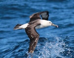Indian Ocean yellow-nosed mollymawk. Adult in flight. Sydney pelagic, April 2015. Image © Imogen Warren by Imogen Warren.