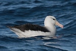 Black-browed mollymawk | Toroa. Adult on water. Kaikoura pelagic, August 2011. Image © Philip Griffin by Philip Griffin.
