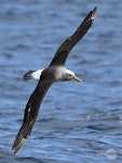Buller's mollymawk | Toroa. Adult in flight (southern subspecies). Tutukaka Pelagic out past Poor Knights Islands, July 2021. Image © Scott Brooks, www.thepetrelstation.nz by Scott Brooks.