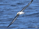 Buller's mollymawk | Toroa. Adult in flight (southern subspecies). Tutukaka Pelagic out past Poor Knights Islands, July 2021. Image © Scott Brooks (ourspot) by Scott Brooks.