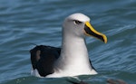 Buller's mollymawk | Toroa. Front view of adult on water. Kaikoura pelagic, August 2011. Image © Philip Griffin by Philip Griffin.