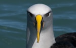 Buller's mollymawk | Toroa. Front view of head. Kaikoura pelagic, August 2011. Image © Philip Griffin by Philip Griffin.