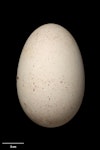 Buller's mollymawk | Toroa. Egg 96.2 x 63.2 mm (NMNZ OR.025005, collected by Alan Tennyson). Solander Island, February 1996. Image © Te Papa by Jean-Claude Stahl.