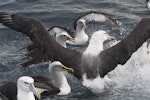 Buller's mollymawk | Toroa. Feeding frenzy with white-capped mollymawk (wings spread). Stewart Island, April 2011. Image © Philip Griffin by Philip Griffin.