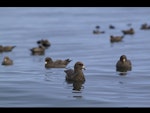 Northern fulmar. Flock of dark morph adults. Off the Commander Islands, Russian Far East, July 2011. Image © Heritage Expeditions by Heritage Expeditions.