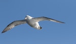 Northern fulmar. Pale morph adult in flight. Off the coast of Chukotka, Russian Far East, August 2015. Image © Sonja Ross by Sonja Ross.