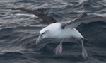 White-capped mollymawk | Toroa. Adult landing on water showing 'armpit' and webbing. Stewart Island, April 2011. Image © Philip Griffin by Philip Griffin.
