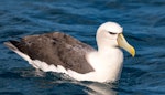 White-capped mollymawk | Toroa. Tasmanian subspecies T. c. cauta. Stewart Island, February 2017. Image © Matthias Dehling by Matthias Dehling.