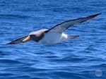 Chatham Island mollymawk | Toroa. Adult in flight. Tutukaka Pelagic out past Poor Knights Islands, October 2020. Image © Scott Brooks, www.thepetrelstation.nz by Scott Brooks.