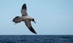 Light-mantled sooty albatross | Toroa pango. Adult in flight, about to land on water. At sea off Poor Knights Islands, July 2018. Image © Les Feasey by Les Feasey.