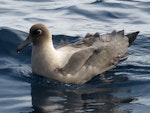 Light-mantled sooty albatross | Toroa pango. At sea. Tutukaka Pelagic out past Poor Knights Islands, July 2018. Image © Scott Brooks (ourspot) by Scott Brooks.
