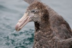 Northern giant petrel | Pāngurunguru. Close view of adult head. Kaikoura pelagic, December 2012. Image © Philip Griffin by Philip Griffin.