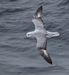 Antarctic fulmar. Adult in flight. At sea between Elephant Island and Coronation Island, February 2019. Image © Glenn Pure 2019 birdlifephotography.org.au by Glenn Pure.