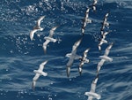 Antarctic fulmar. 5 adults in flight with 4 southern Cape petrels and 1 Antarctic petrel. At sea off Antarctic Peninsula, December 2008. Image © Alan Tennyson by Alan Tennyson.