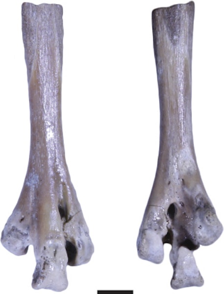Sansom's plover. Referred partial left tarsometatarsus (Canterbury Museum CM 2013.18.684). Scale bar = 5 mm. St Bathans. Image © Vanesa De Pietri by Vanesa De Pietri.