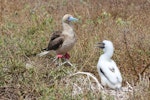 Red-footed booby. Adult intermediate morph at nest with large chick. Raine Island, Queensland, Australia, September 2014. Image © David Stewart by David Stewart.