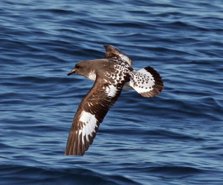 Cape petrel | Karetai hurukoko. Dorsal flight view of adult Snares Cape petrel. Wanganui, August 2009. Image © Duncan Watson by Duncan Watson.
