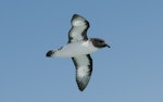 Cape petrel | Karetai hurukoko. Ventral view of adult in flight. Kaikoura pelagic, August 2011. Image © Philip Griffin by Philip Griffin.