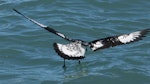 Cape petrel | Karetai hurukoko. Dorsal view of bird settling on water. Kaikoura pelagic, August 2011. Image © Philip Griffin by Philip Griffin.