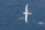 Snow petrel. Adult in flight - dorsal view. Crystal Sound, Antarctic Peninsula, February 2015. Image © Tony Whitehead by Tony Whitehead.