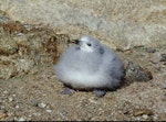 Snow petrel. Large chick. Hop Island, Prydz Bay, Antarctica, February 1990. Image © Colin Miskelly by Colin Miskelly.