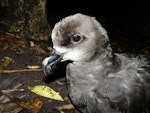 Grey-faced petrel | Ōi. Close view of adult head. Ihumoana Island, Bethells Beach, December 2011. Image © Alan Tennyson by Alan Tennyson.