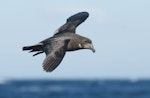 Providence petrel. Dorsal view of bird in flight. Off Southport, Queensland, July 2016. Image © Philip Griffin by Philip Griffin.