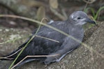 Kermadec petrel | Pia koia. Dark morph fledgling. Phillip Island, Off Norfolk Island, April 2012. Image © Philip Griffin by Philip Griffin.