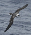 White-naped petrel. Dorsal view of adult in worn plumage flight. North Cape to Three Kings, March 2011. Image © Detlef Davies by Detlef Davies.