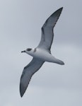White-naped petrel. Ventral view of adult in flight. North Cape to Three Kings, March 2011. Image © Detlef Davies by Detlef Davies.