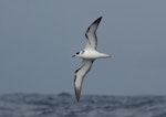 White-naped petrel. Adult, ventral view, at sea. At sea off Wollongong, New South Wales, Australia, March 2008. Image © Brook Whylie by Brook Whylie.