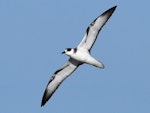 White-naped petrel. Adult in flight. Kermadec Islands, March 2021. Image © Scott Brooks (ourspot) by Scott Brooks.