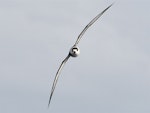 White-naped petrel. Adult in flight (front on view). Kermadec Islands, March 2021. Image © Scott Brooks (ourspot) by Scott Brooks.