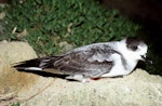 White-naped petrel. Adult on ground at night. Macauley Island, Kermadec Islands, November 1988. Image © Graeme Taylor by Graeme Taylor.