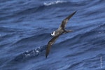 White-naped petrel. Rear view of adult in flight. At sea off Whangaroa Harbour, Northland, January 2011. Image © Jenny Atkins by Jenny Atkins.