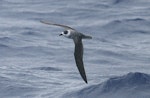 White-naped petrel. Adult in flight showing white nape. North Cape to Three Kings, March 2011. Image © Detlef Davies by Detlef Davies.