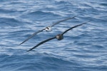 White-naped petrel. Front view of adult flying (left) with grey-faced petrel. North Cape to Three Kings, March 2011. Image © Detlef Davies by Detlef Davies.