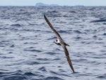 White-naped petrel. Front view of adult in flight. Hauraki Gulf, March 2007. Image © Martin Sanders by Martin Sanders.