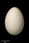 White-naped petrel. Egg 64.7 x 44.2 mm (NMNZ OR.006872, collected by Captain John Bollons). Raoul Island, Kermadec Islands, November 1901. Image © Te Papa by Jean-Claude Stahl.
