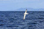 White-naped petrel. Ventral view of bird in flight showing underwing markings. Outer Hauraki Gulf, February 2012. Image © Dylan van Winkel by Dylan van Winkel.