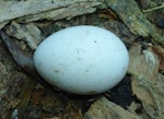 White-naped petrel. Abandoned egg. Phillip Island, Norfolk Island, June 2017. Image © Alan Tennyson by Alan Tennyson.