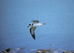 White-naped petrel. Side view of adult in flight. Macauley Island, Kermadec Islands, December 1988. Image © Alan Tennyson by Alan Tennyson.
