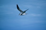 White-naped petrel. Adult in flight. Macauley Island, Kermadec Islands, December 1988. Image © Alan Tennyson by Alan Tennyson.