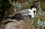 White-naped petrel. Adult on surface at night. Macauley Island, Kermadec Islands, November 1988. Image © Graeme Taylor by Graeme Taylor.