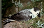 White-naped petrel. Adult on surface at night. Macauley Island, Kermadec Islands, November 1988. Image © Graeme Taylor by Graeme Taylor.